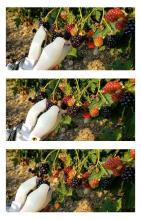 Robot - Berries