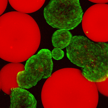 Itolerance image Islets (stained green with viability stain) mixed with microgels presenting FasL (red).